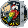 Oakham Scarlet Macaw